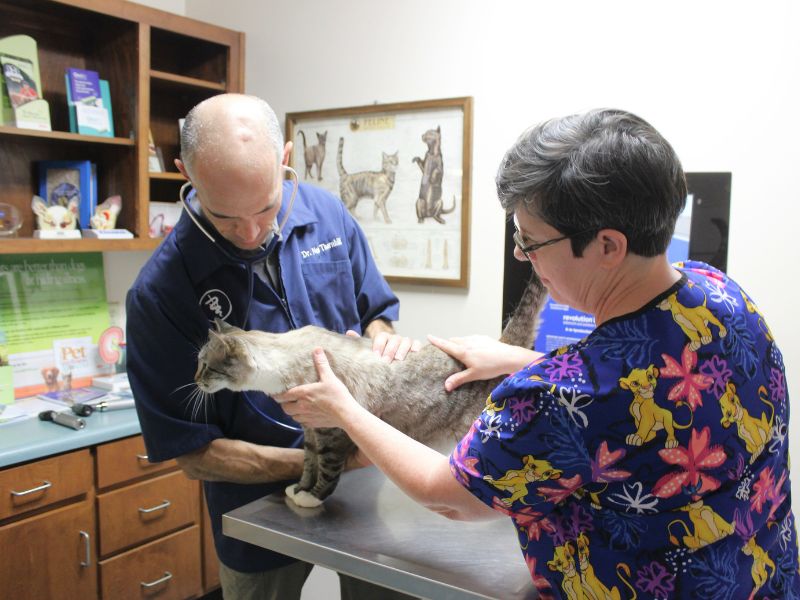 cat at the vet clinic