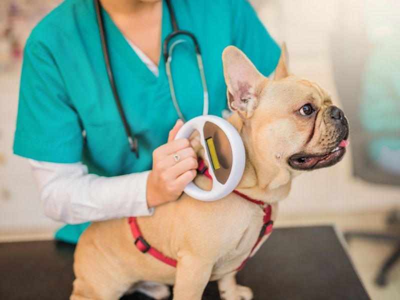 vet scanning a dog for microchip