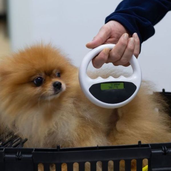 person scanning a dog for microchip