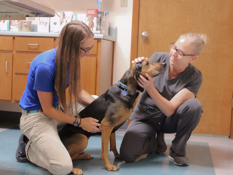 Two women gently pet a dog in a veterinary office