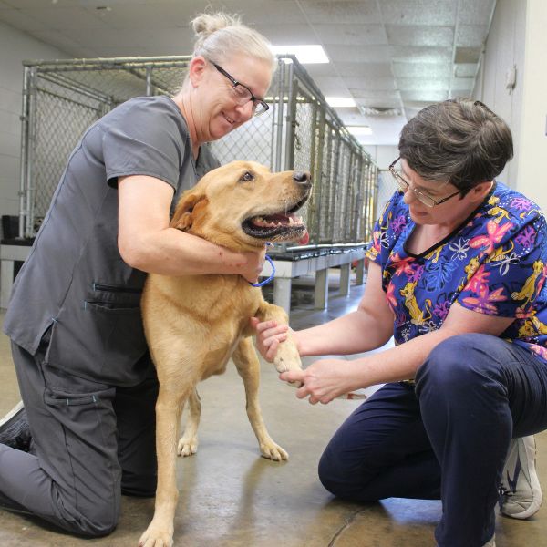 Two women gently check dog paw