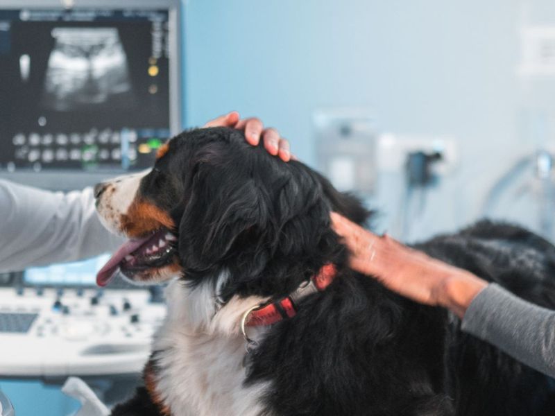 A veterinarian examines a dog