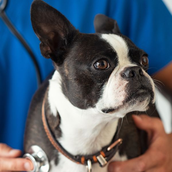 dog being examined by a vet