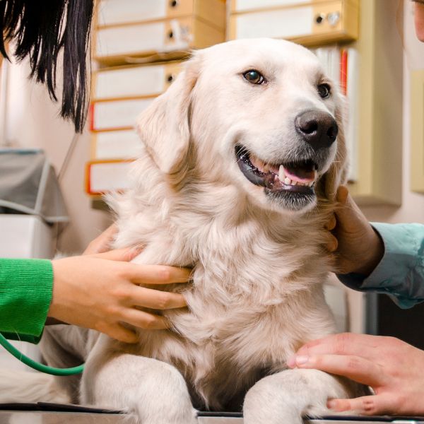 A dog is being carefully examined by a vet