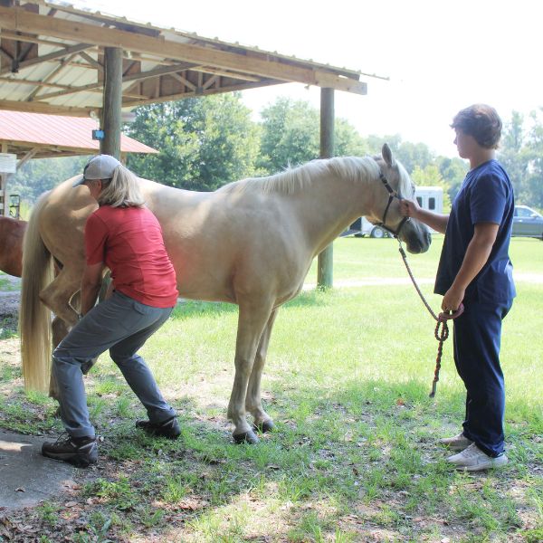 A veterinarian examining a horse's hind leg while another person holds the horse's lead rope outdoors