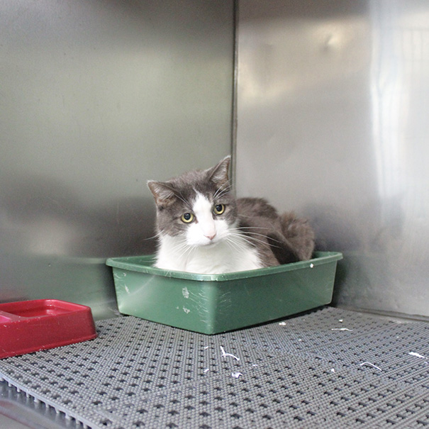 A cat sits comfortably on a shelf