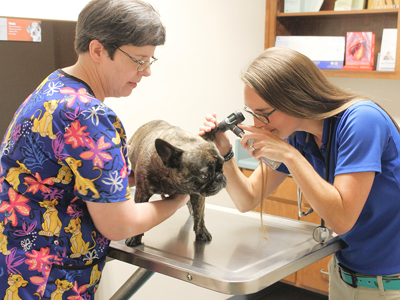 A small dog getting a wellness check at Veterinary Care Center of Valdosta
