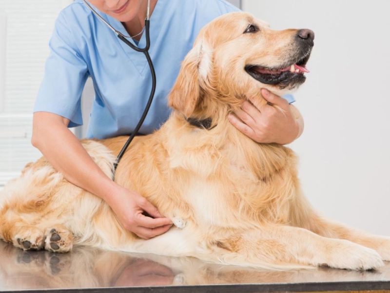 pet pain management banner (2) Vet examining a dog with a stethoscope