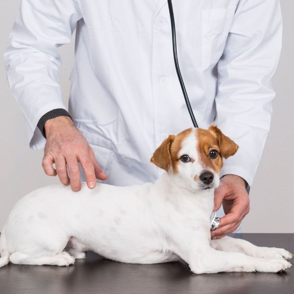 Vet examining a dog lying on a table